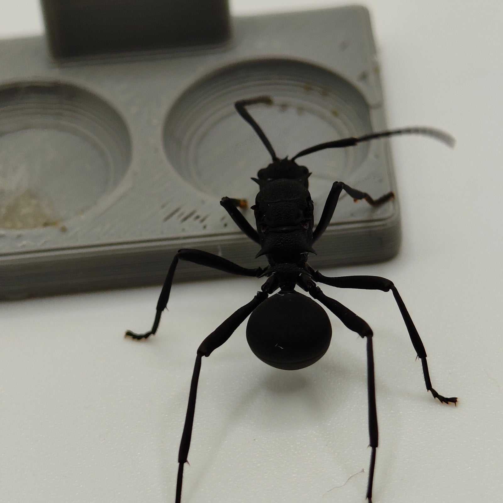 Polyrhachis armata Königin in Frontalansicht