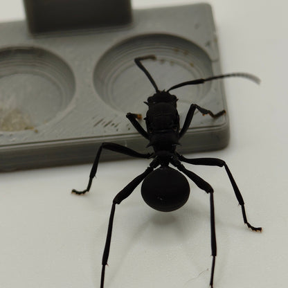 Polyrhachis armata Königin in Frontalansicht