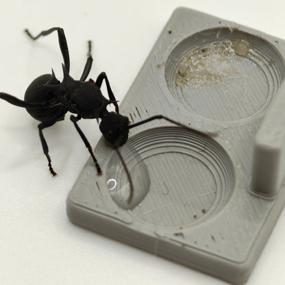 Polyrhachis armata Königin in Nahaufnahme
