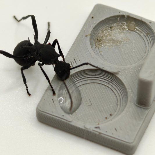 Polyrhachis armata Königin in Nahaufnahme