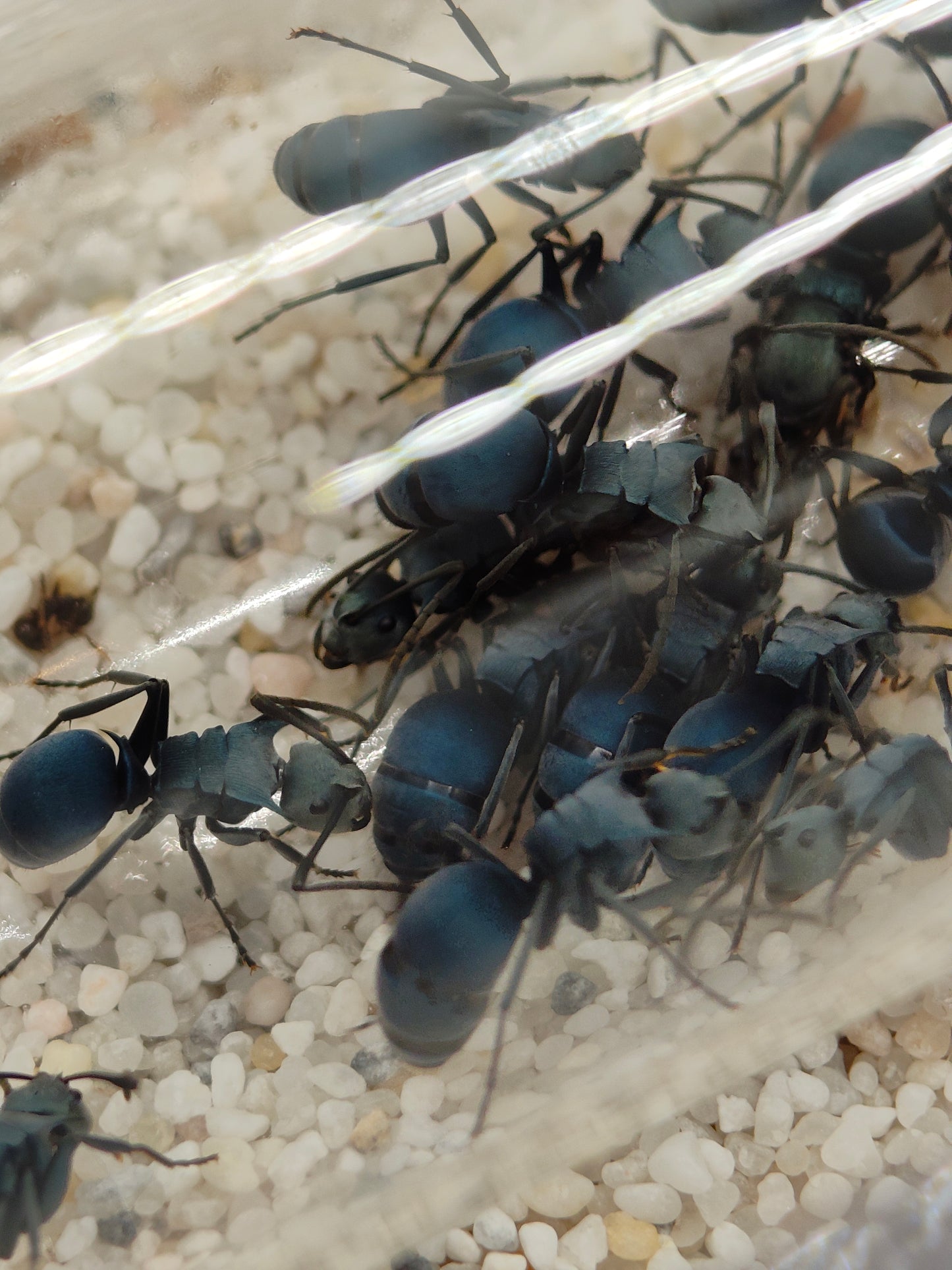 Polyrhachis cyaniventris Arbeiterinnen am Futterschlauch