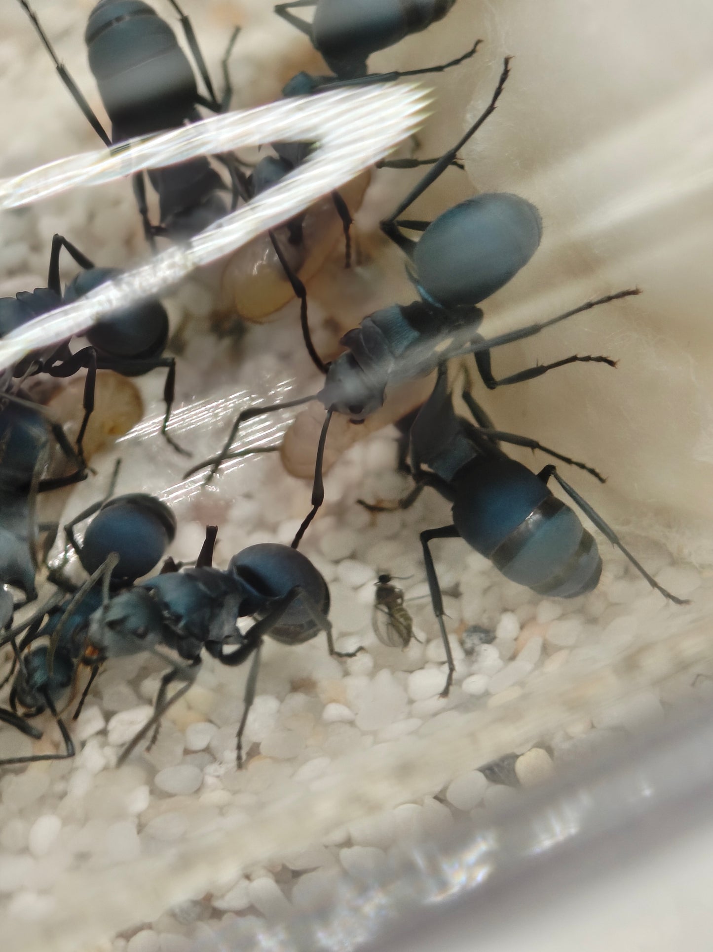 Polyrhachis cyaniventris Arbeiterinnen mit metallisch blauem Glanz