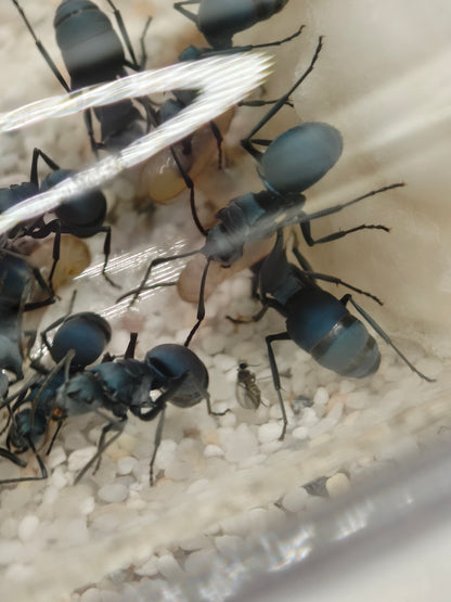 Polyrhachis cyaniventris Arbeiterinnen mit metallisch blauem Glanz