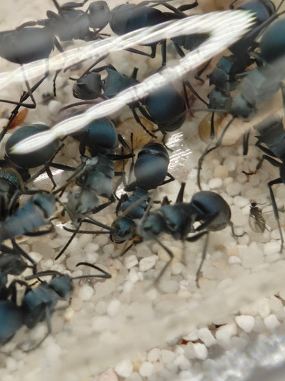 Polyrhachis cyaniventris Kolonie auf Substrat