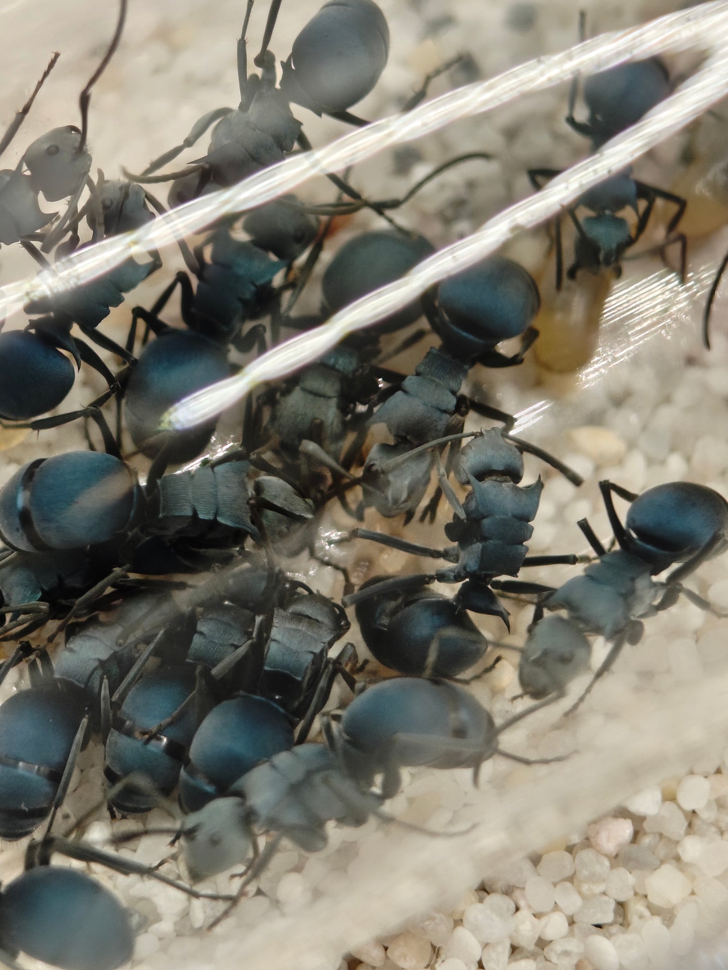 Polyrhachis cyaniventris Arbeiterinnen in Nahaufnahme
