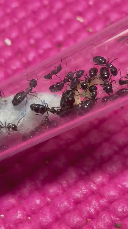 Camponotus vitiosus