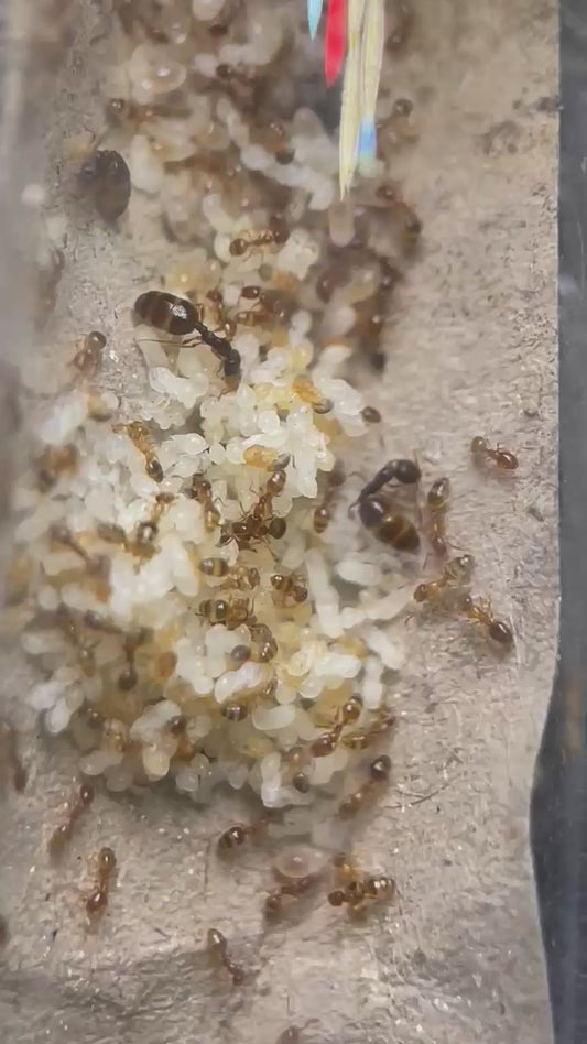 Monomorium andrei
