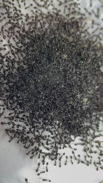 Monomorium carbonarium