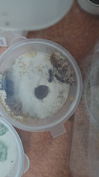 Acromyrmex versicolor