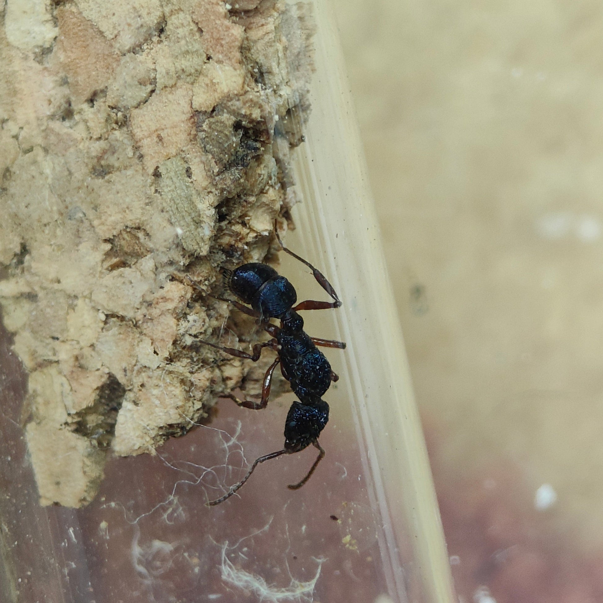 Rhytidoponera aspera Arbeiterin auf Kork