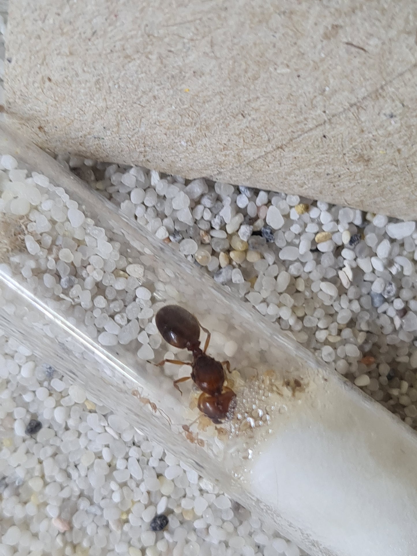 Pheidole militicida