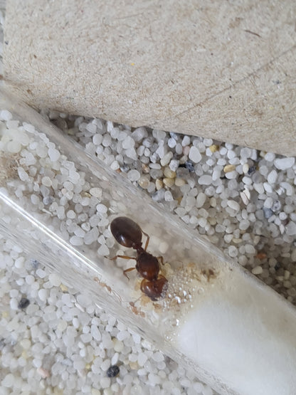 Pheidole militicida