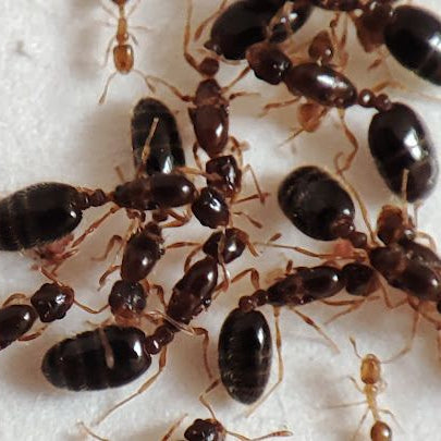 *Monomorium* sp. Vietnam