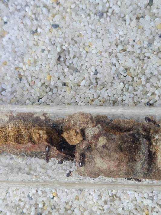 Dolichoderus quadripunctatus (Vierpunktameise)