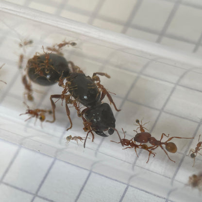 Carebara melasolena