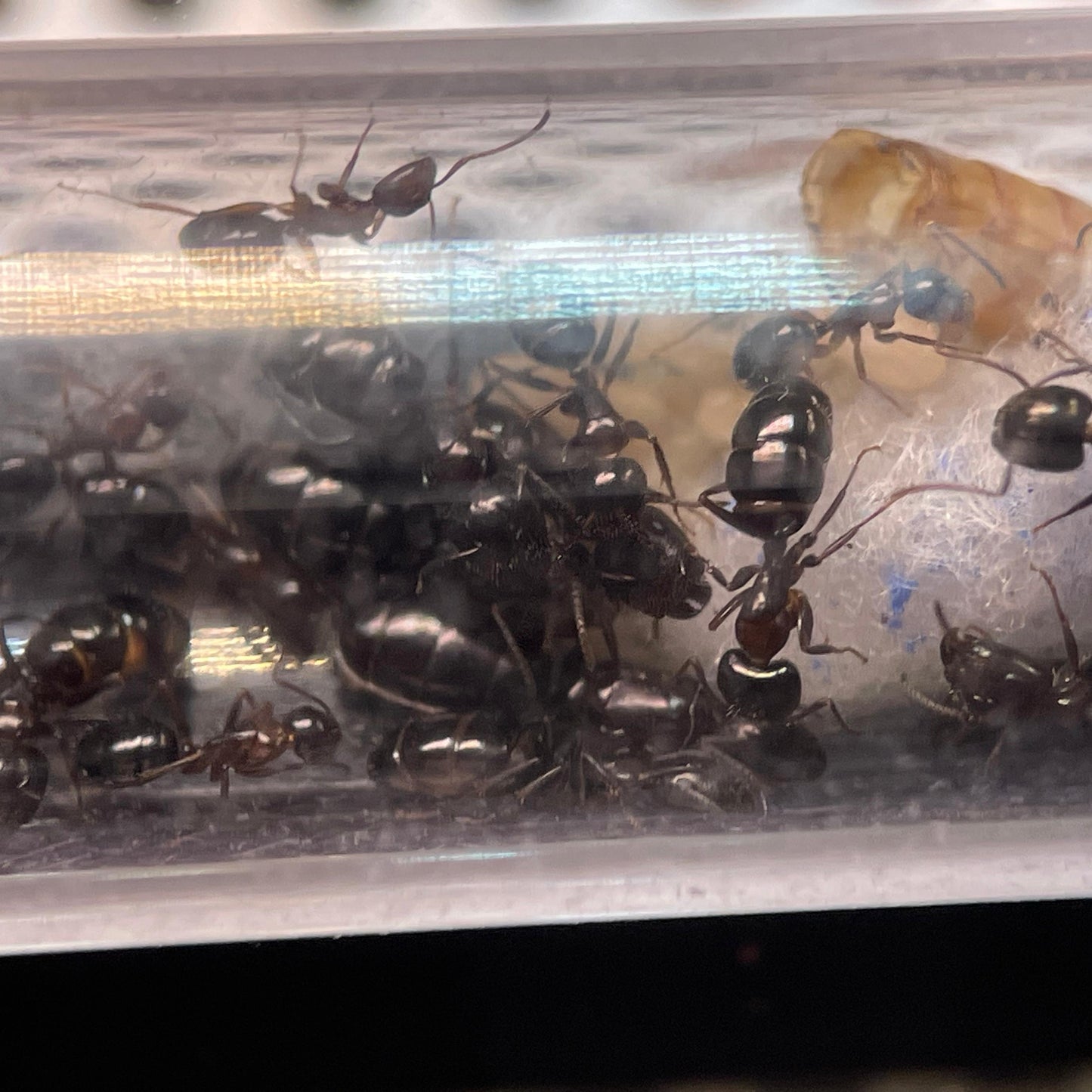 Camponotus vitiosus