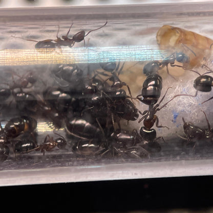 Camponotus vitiosus