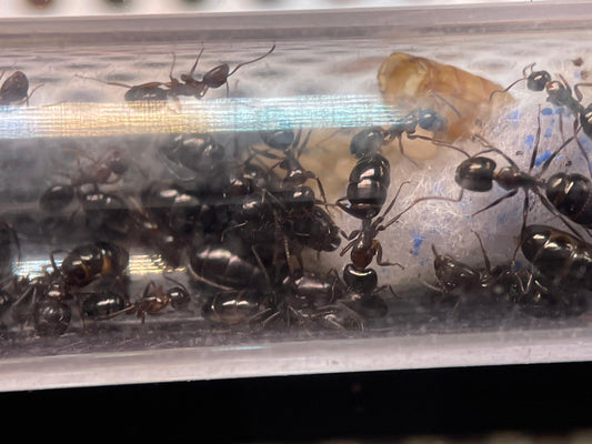 Camponotus vitiosus