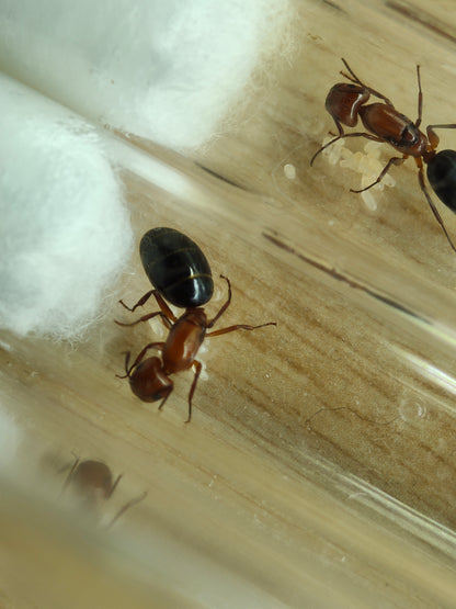 Camponotus discolor