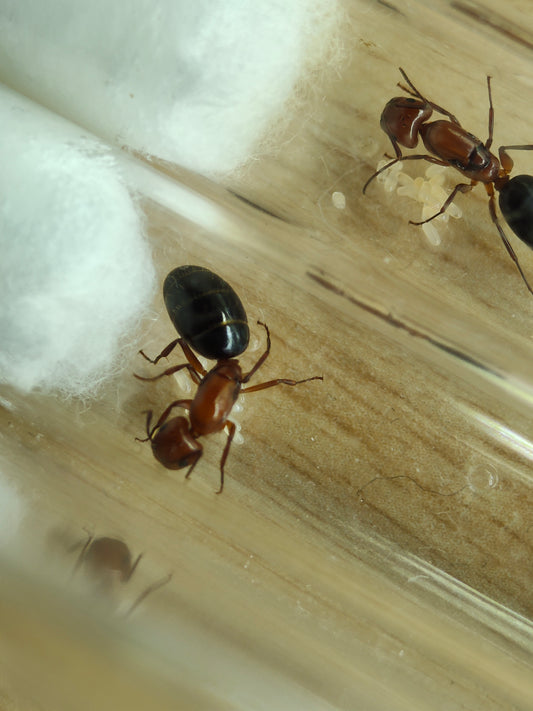 Camponotus discolor