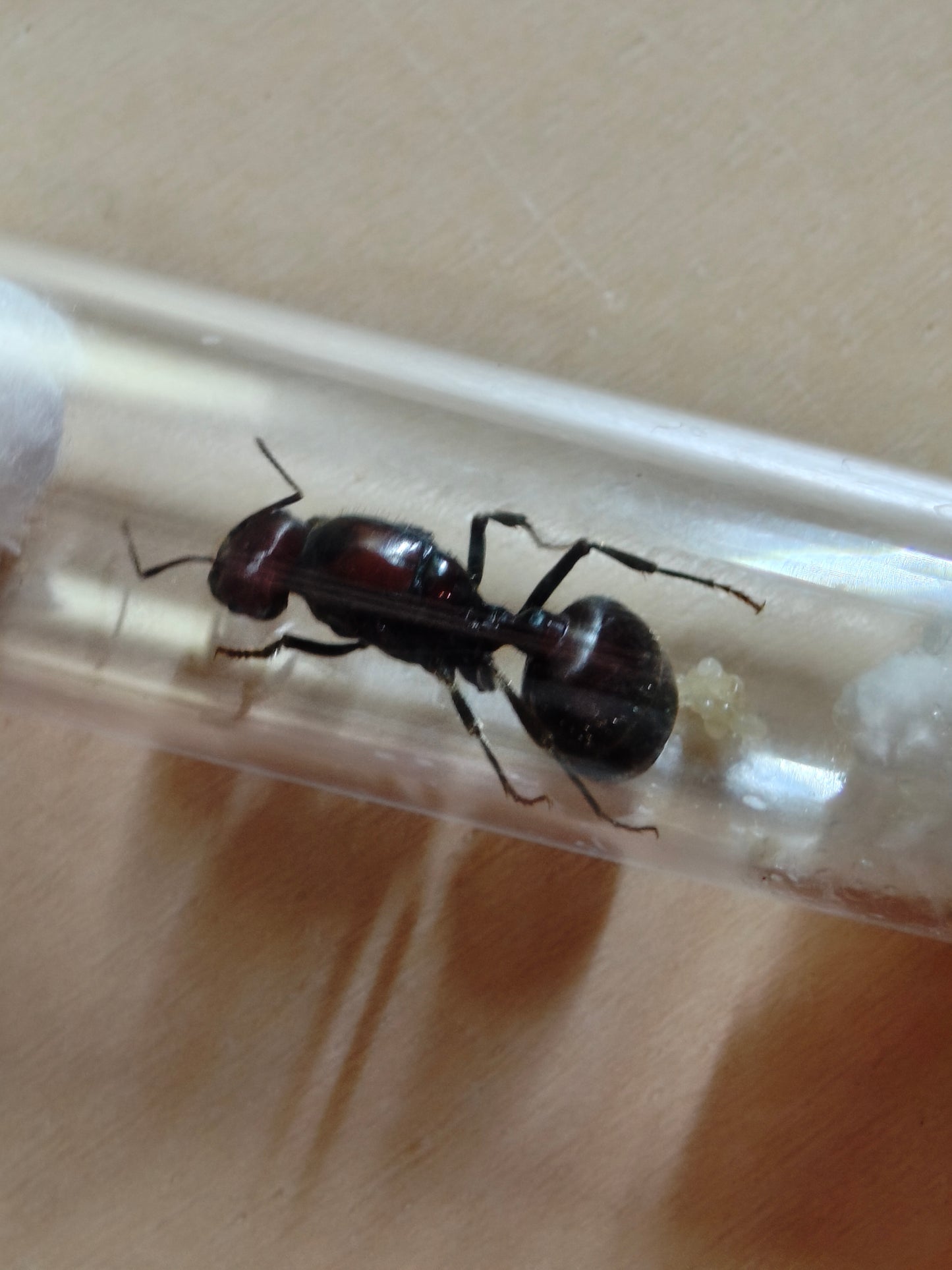 Messor cephalotes