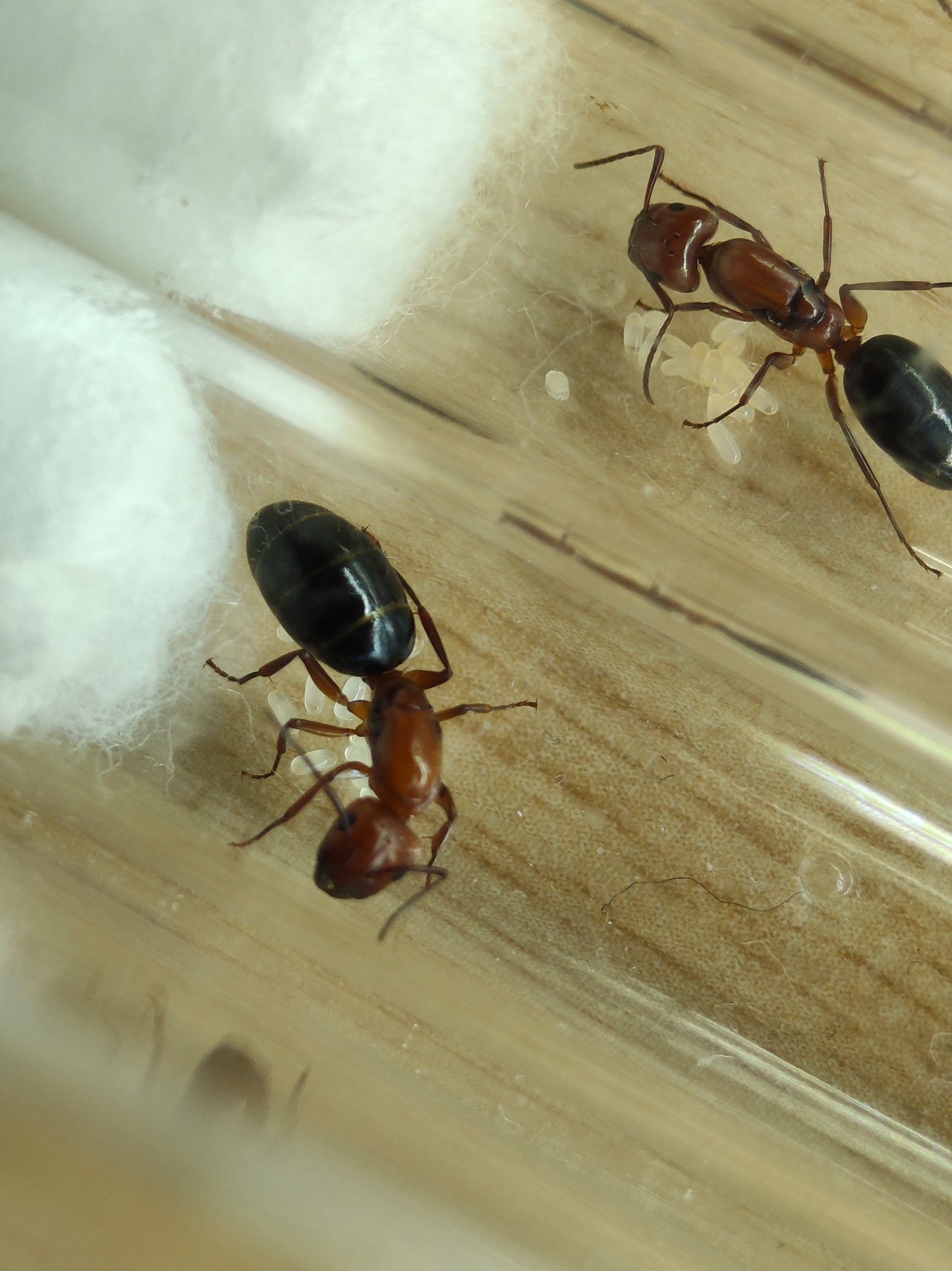 Camponotus discolor