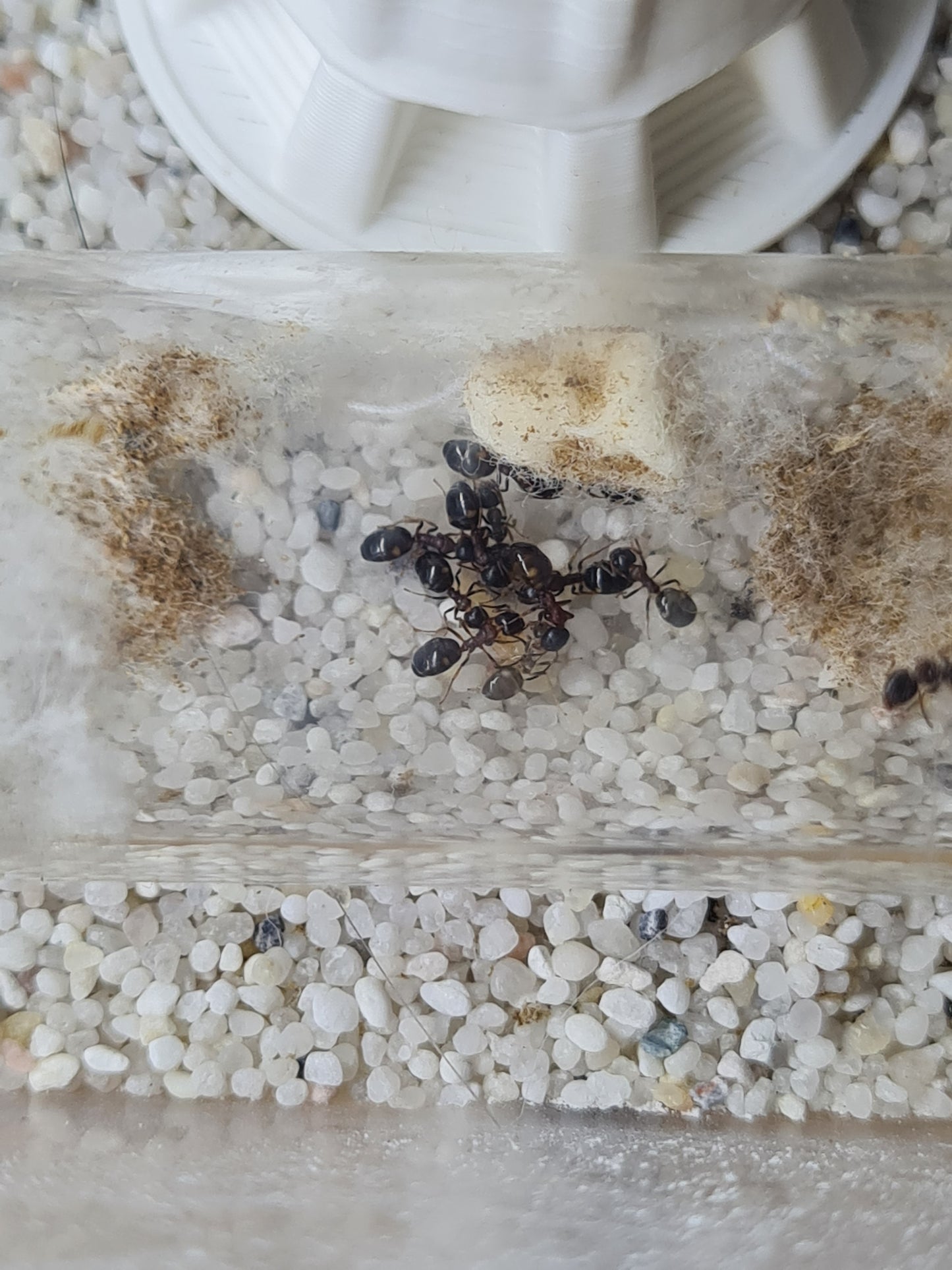 Dolichoderus quadripunctatus (Vierpunktameise)