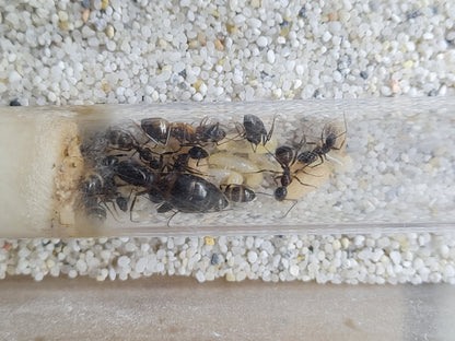 Camponotus sp Tunesien