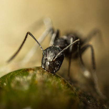 Camponotus cf. carbo
