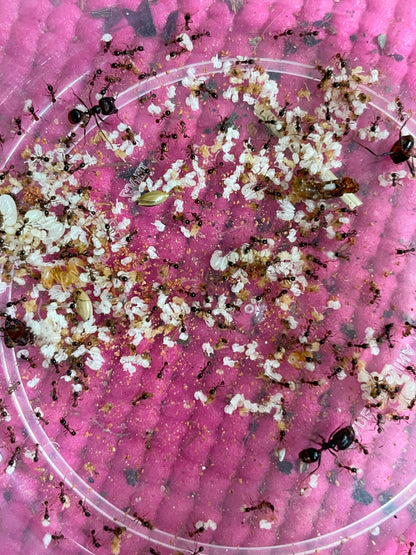 Carebara diversa Ersatzbrut
