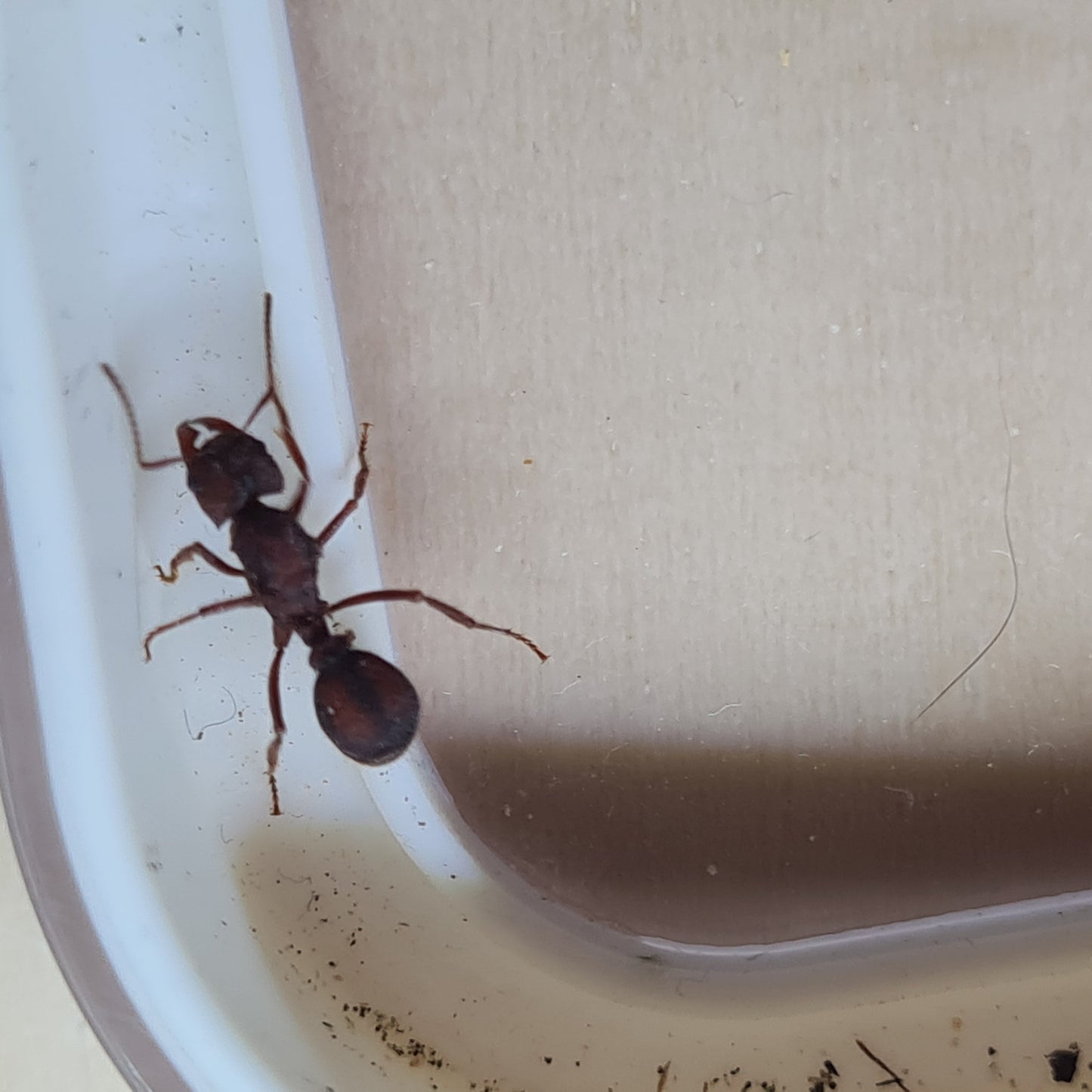 Acromyrmex versicolor