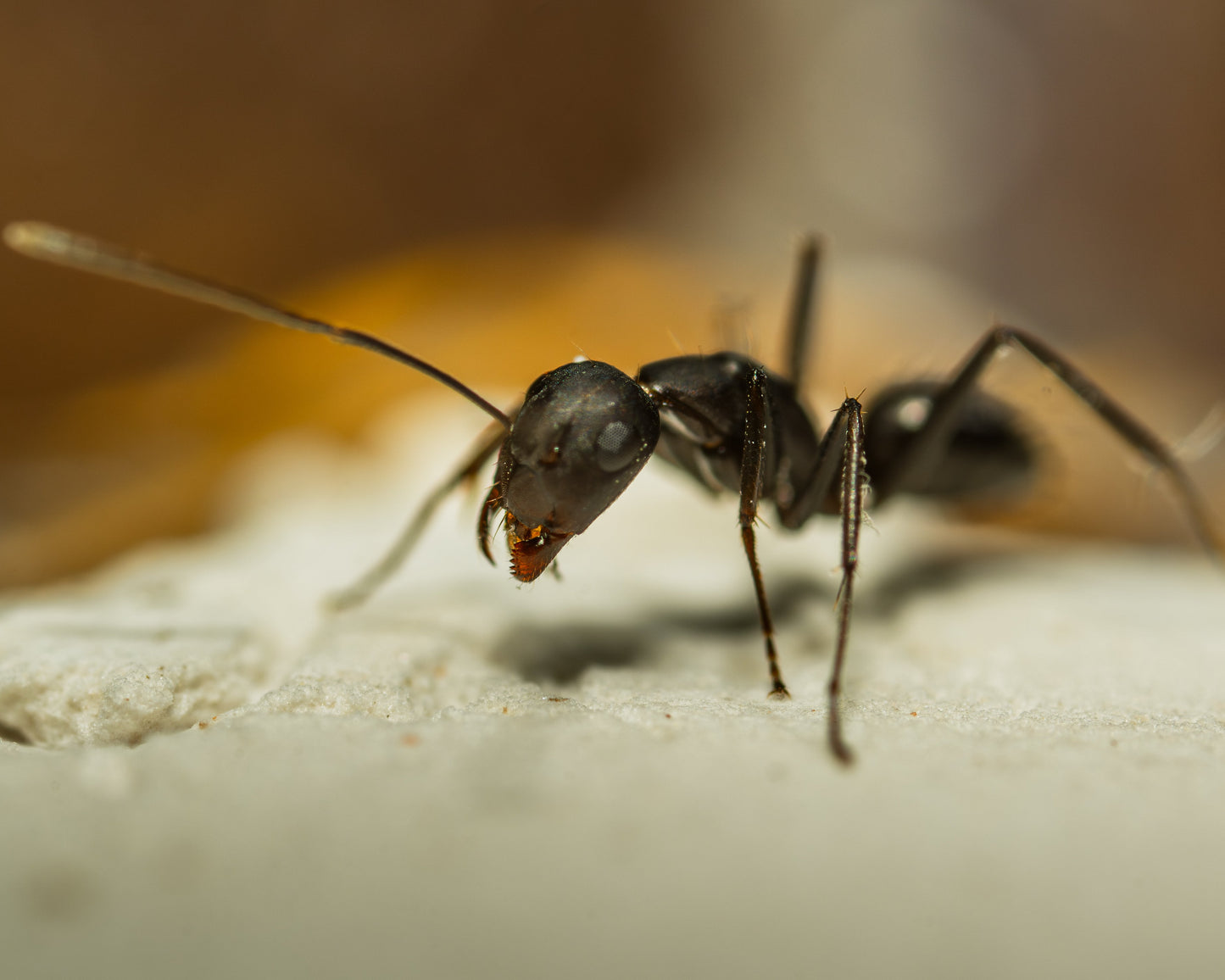 Camponotus cf. carbo