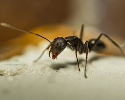 Camponotus cf. carbo