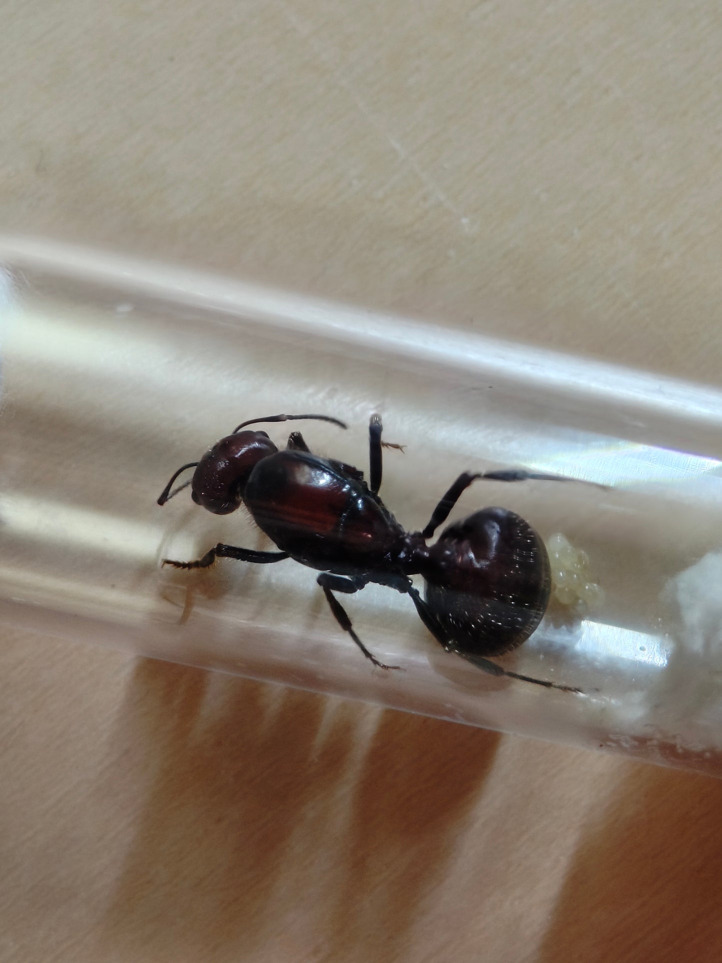 Messor cephalotes