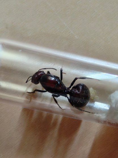 Messor cephalotes