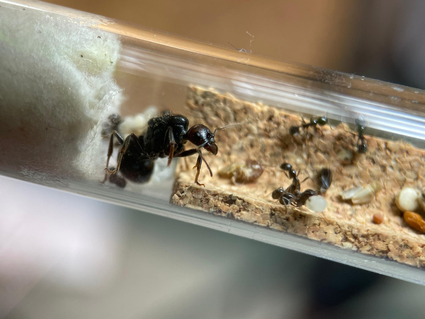 Messor barbarus