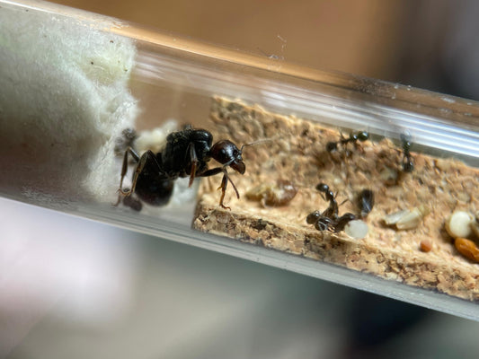 Messor barbarus