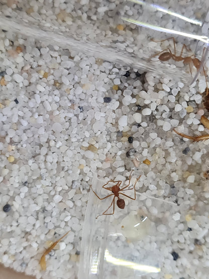 Oecophylla smaragdina