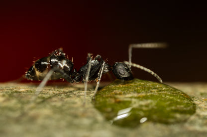 Camponotus cf. carbo