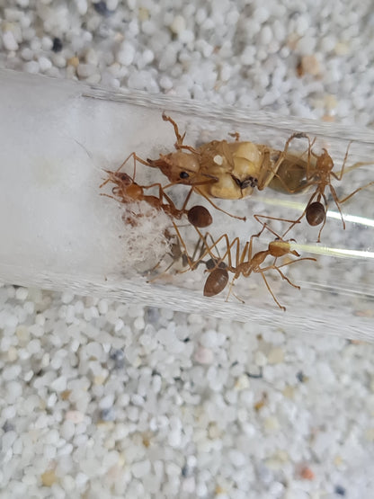 Oecophylla smaragdina