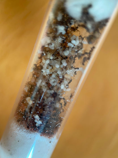 Carebara diversa Ersatzbrut
