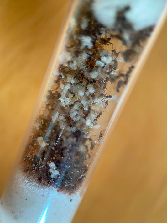 Carebara diversa Ersatzbrut