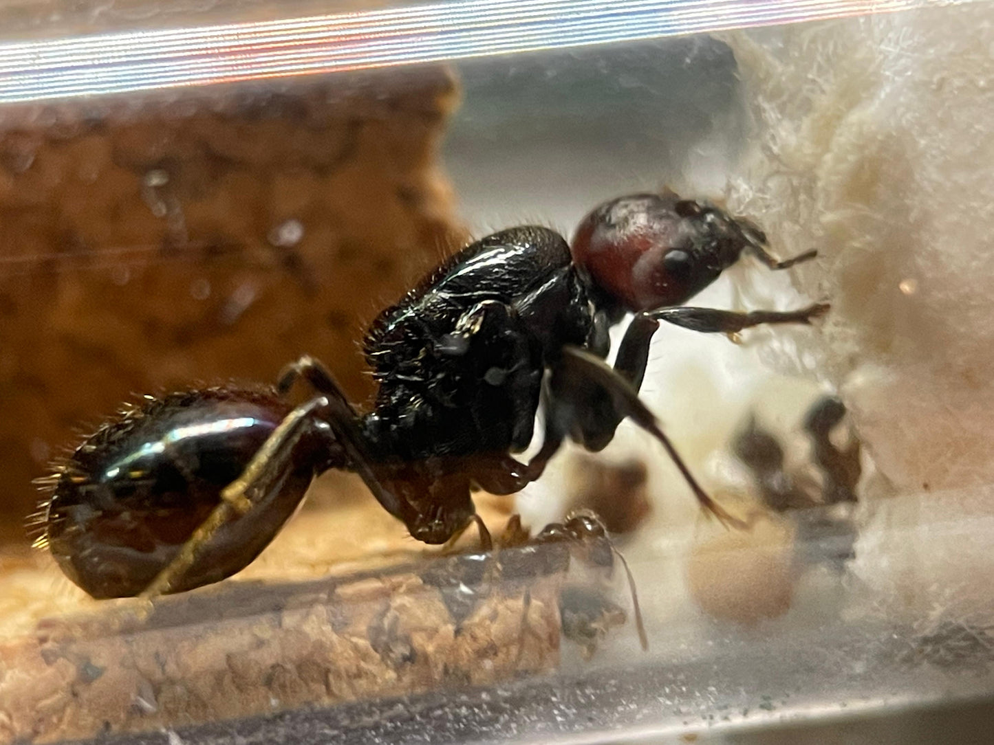 Messor barbarus