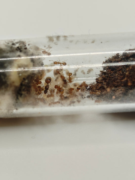 Temnothorax racovitzai
