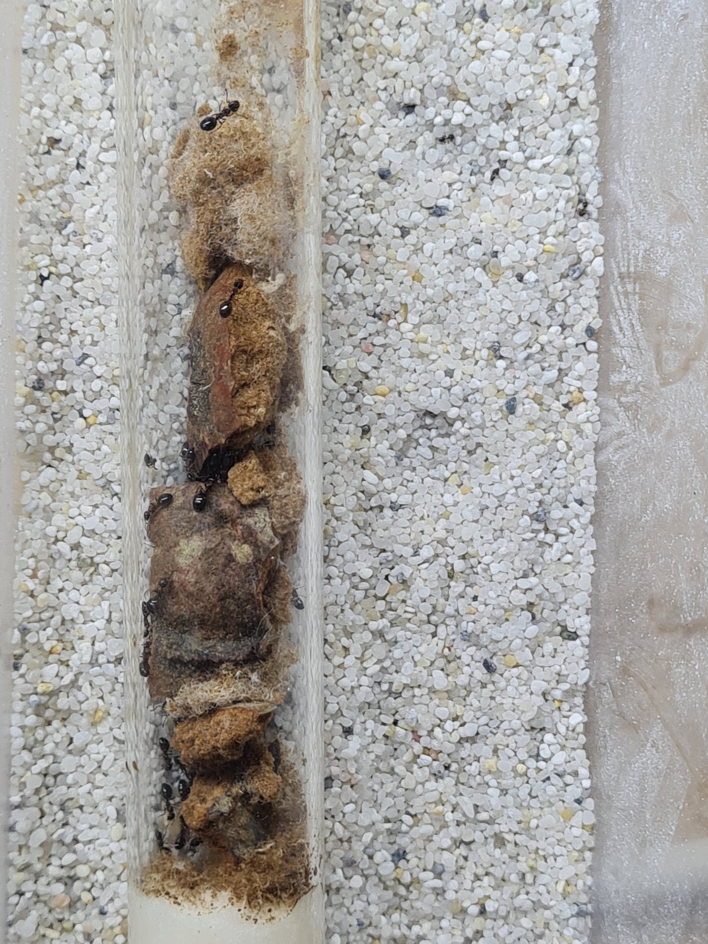 Dolichoderus quadripunctatus (Vierpunktameise)