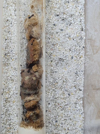 Dolichoderus quadripunctatus (Vierpunktameise)