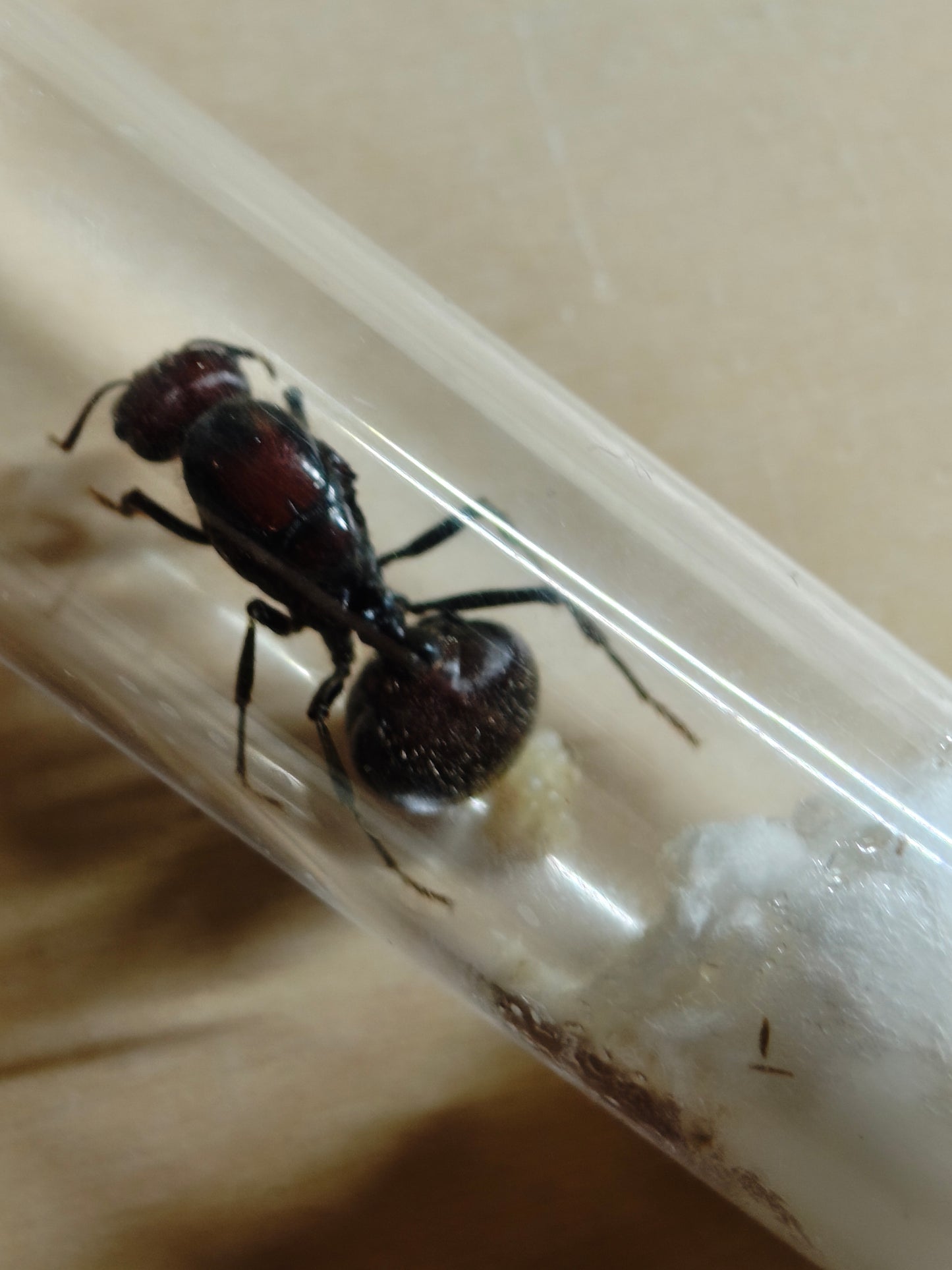 Messor cephalotes