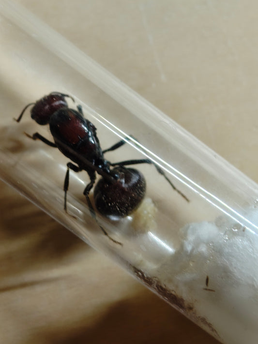 Messor cephalotes