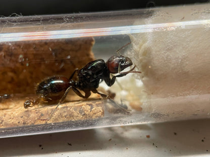 Messor barbarus
