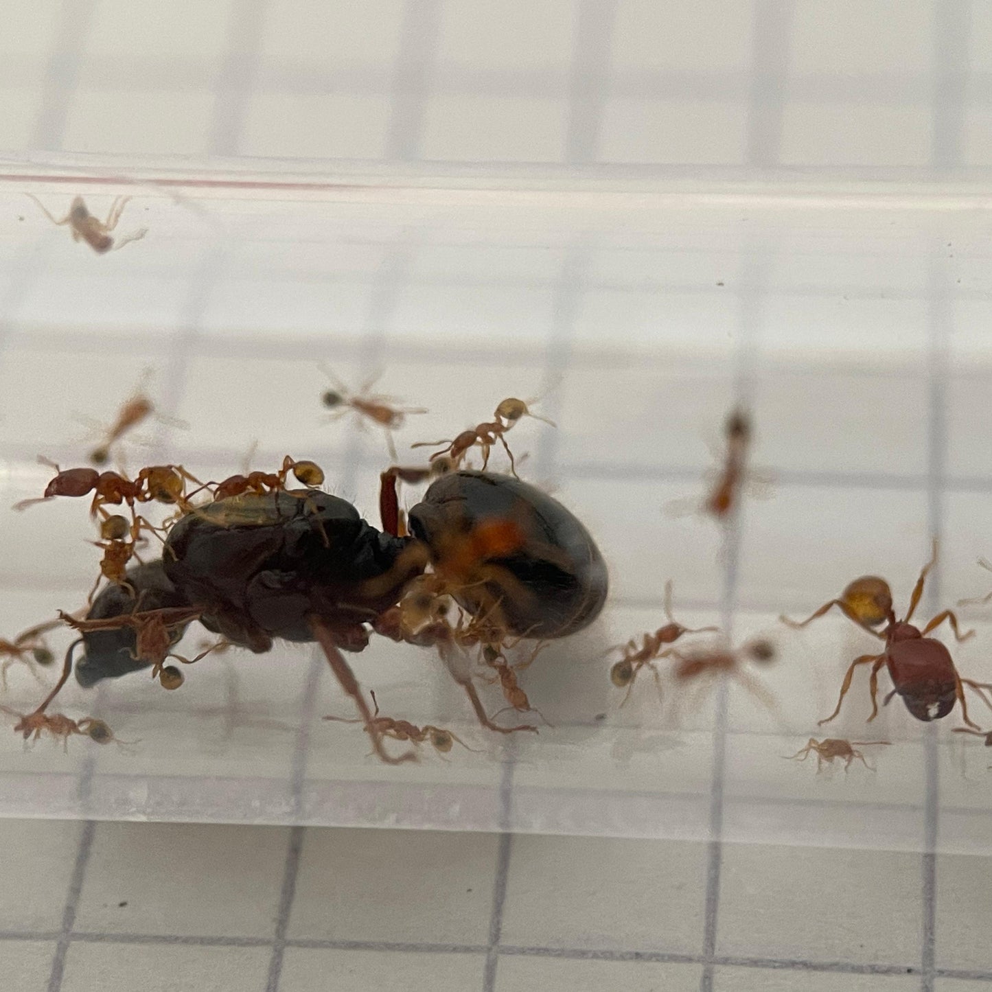 Carebara melasolena